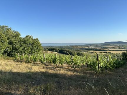 Csipetnyi Chill Vendégház12