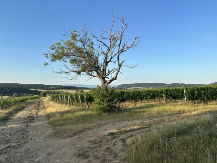 Csipetnyi Chill Vendégház15
