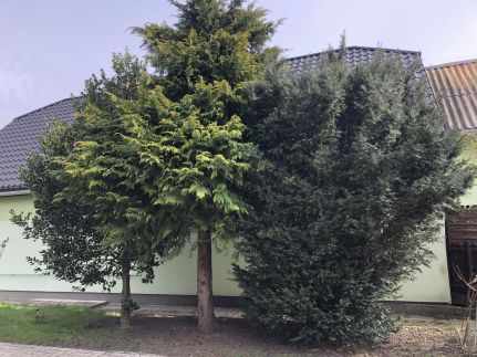 Bakonyi Mamutfenyő Vendégház38