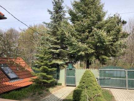 Bakonyi Mamutfenyő Vendégház39