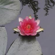 Tavirózsa Vendégház