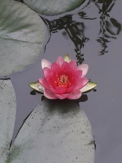 Tavirózsa Vendégház