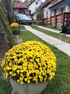 Cinege Apartman24