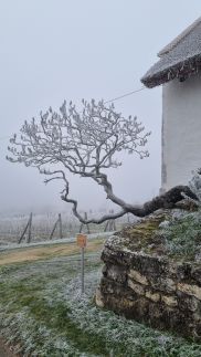 Villakali16