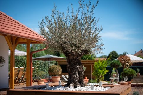 Casa Oliva24