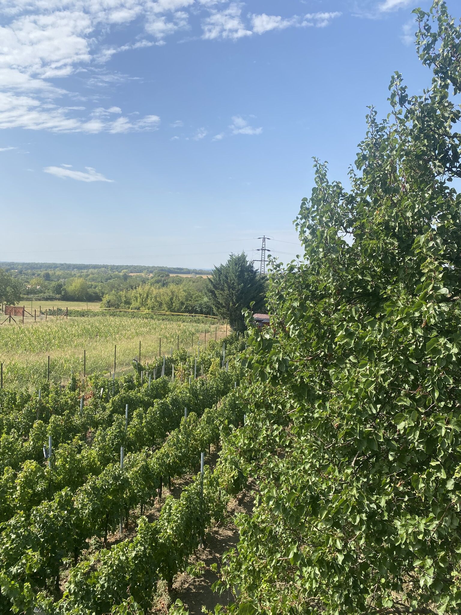 Néró Vendégház – Polgárdi fotó 3