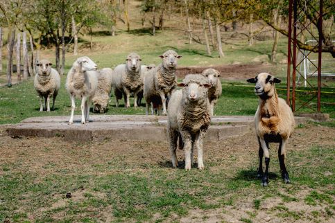 Török Vendégház - Villány Outback10