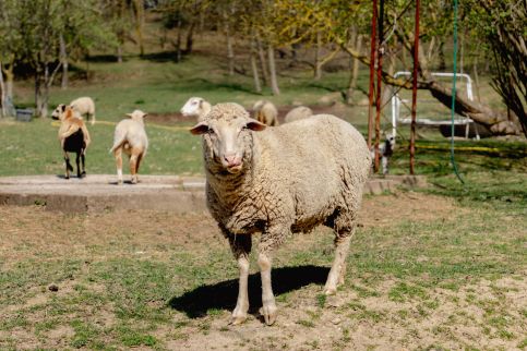 Török Vendégház - Villány Outback8