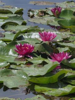 Igazgyöngy Apartman2