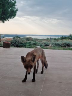 Royal Panoráma Vendégház11