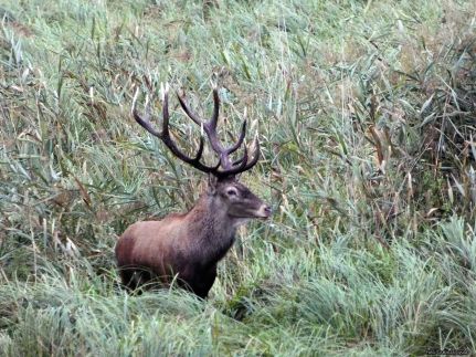 Royal Panoráma Vendégház12