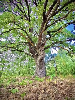 Bétel Családi Vendégház49
