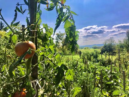 Bétel Családi Vendégház7