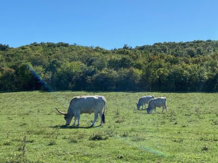 Ablakalúdra Apartmanok44