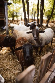 Pásztor-Tanya Vendégház31