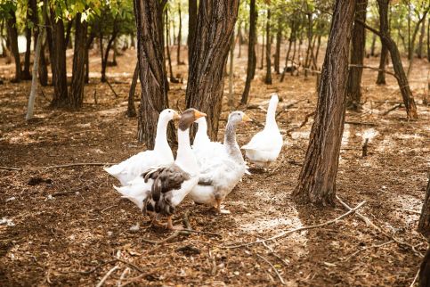 Pásztor-Tanya Vendégház32