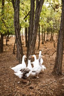 Pásztor-Tanya Vendégház33