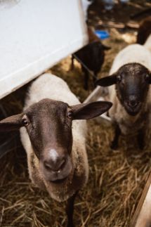 Pásztor-Tanya Vendégház34