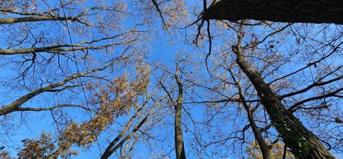 Bohém Kabin & Wellness11