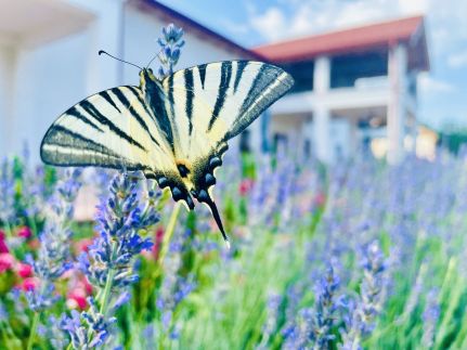 Csigevár Birtok 2.5