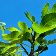 The Modern Antique Apartman