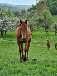 Füstös Vendégház32