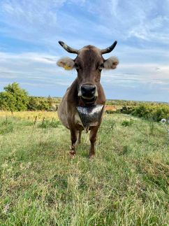 Rigószáj Apartman19