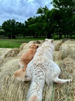 Rigószáj Apartman20