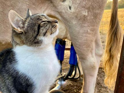 Rigószáj Apartman21