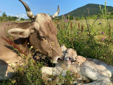 Rigószáj Apartman22