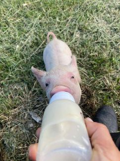 Rigószáj Apartman23