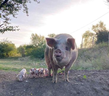 Rigószáj Apartman24