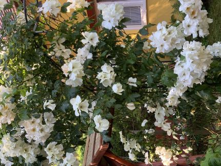 Kapolcsi Kecskekő12