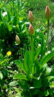 Napsugár Vendégház52