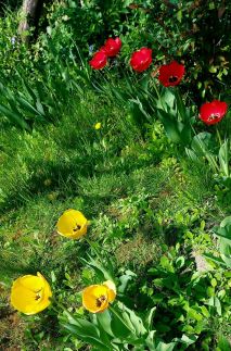 Napsugár Vendégház53