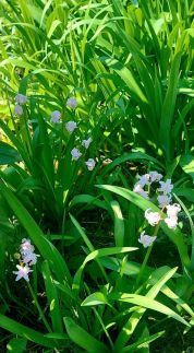 Napsugár Vendégház55