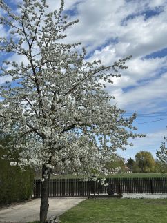 Körösparton Apartman14