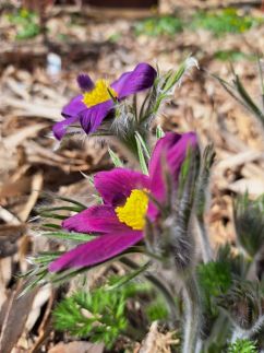 Visegrádi Kincseskert11