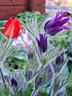 Visegrádi Kincseskert12