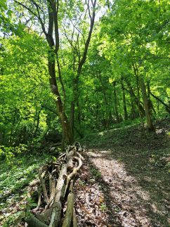 Visegrádi Kincseskert16