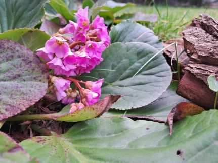 Visegrádi Kincseskert17