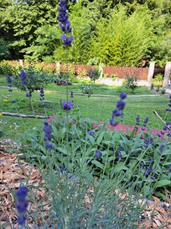 Visegrádi Kincseskert6