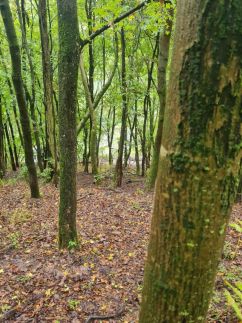 Visegrádi Kincseskert7