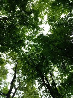 Visegrádi Kincseskert8