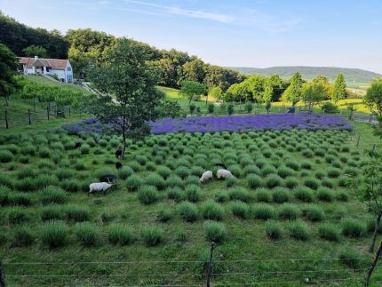 Bagolyvölgy Tulkó Ház4