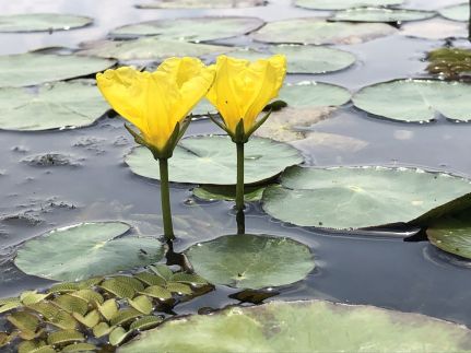 Vizipók Úszóház8