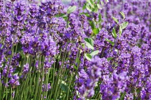 Kertész Vendégház7