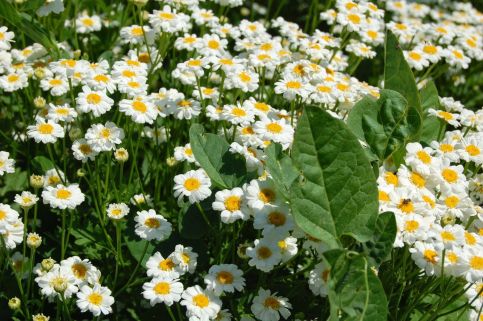 Kertész Vendégház8