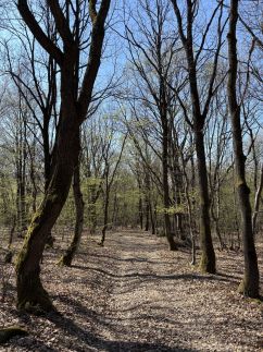 Erdő mellett lebzselő Vendégház6