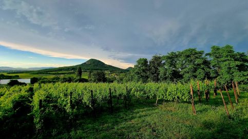 Erdődi Birtok - Dióliget1